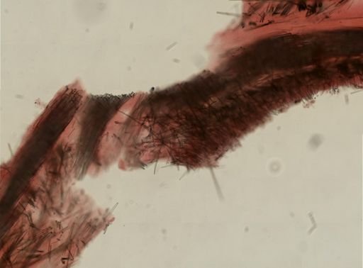Polymastia boletiformis