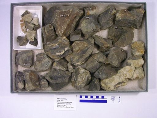 Apatosaurus grandis