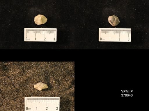 Marginifera wabashensis