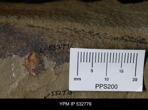 Phyllocystis?