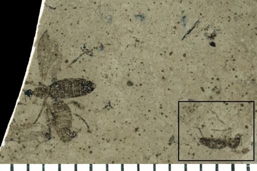 Diptera