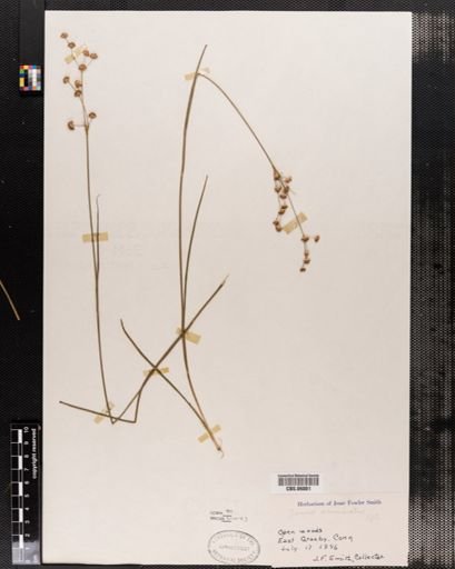 Juncus