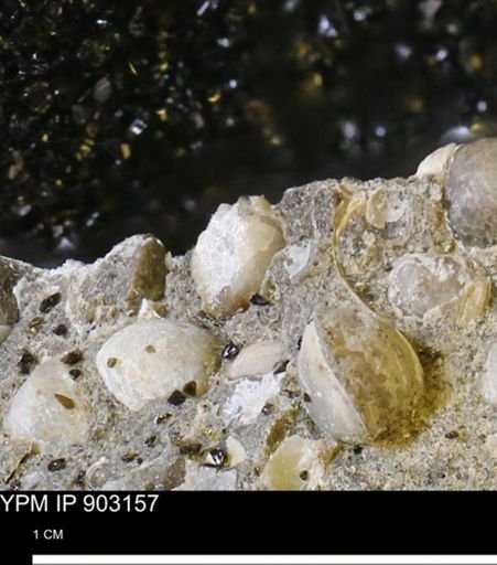 Corbulamella?