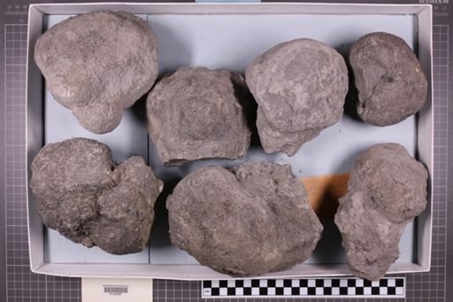 mixed taxa, stratigraphic collection