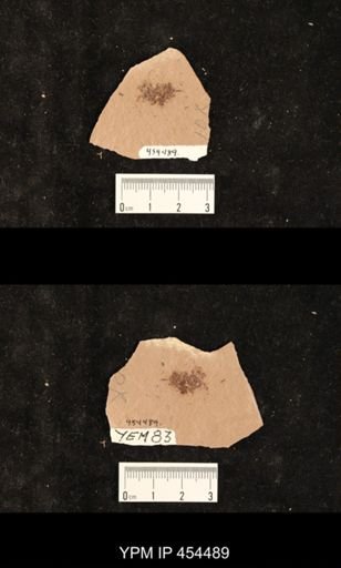 Problematica