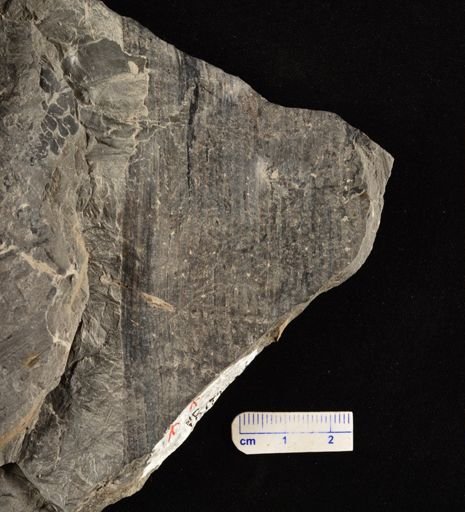 Calamites sp.