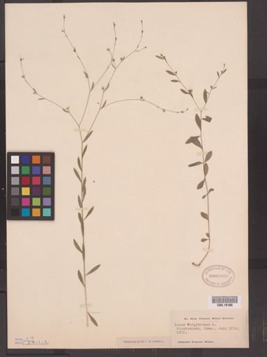 Linum virginianum