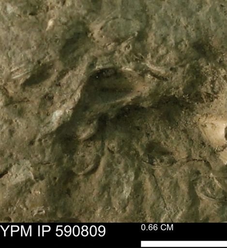 undet. Bivalvia