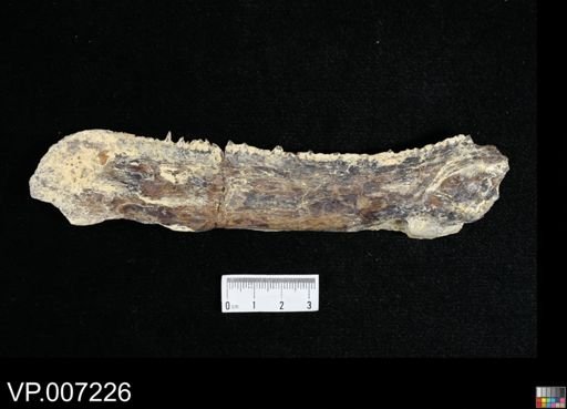 Ichthyodectes ctenodon