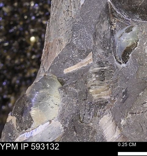 undet. Mollusca