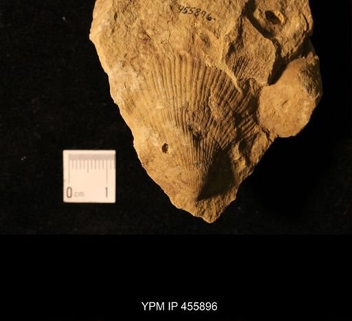 Deltopecten sp.