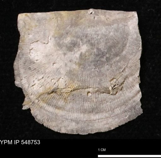 Stropheodonta perplana