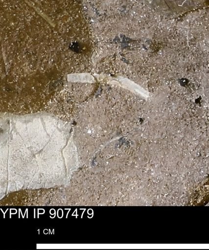 undet. Mollusca