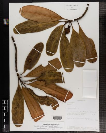 Plantae