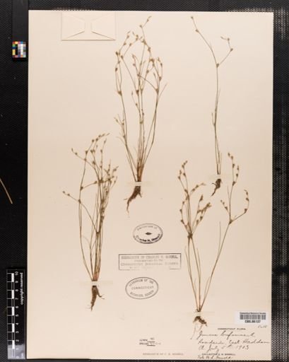 Plantae