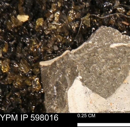 Protocardia?
