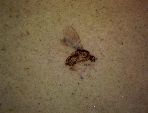 undet. Diptera