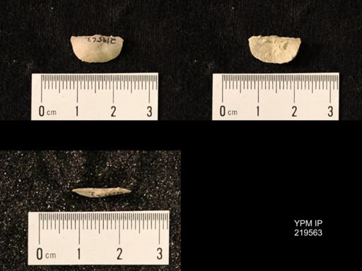 Chonetes granulifer