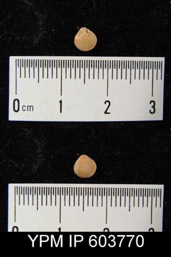 Eumetria?