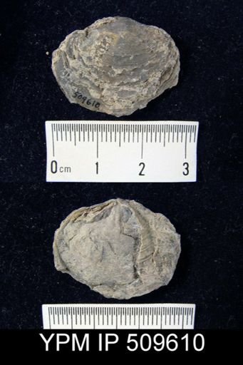 undet. Athyridida
