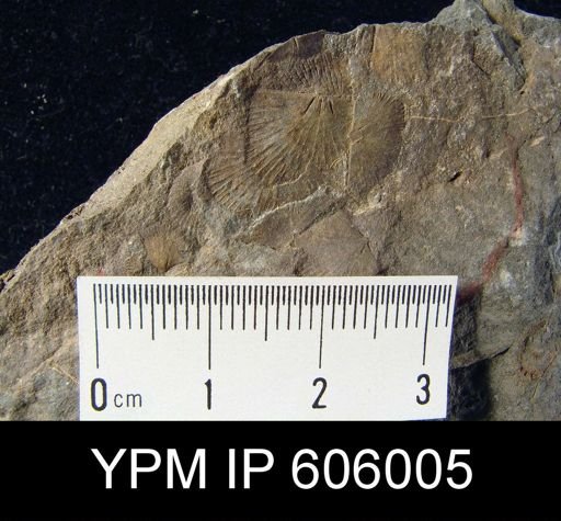 Nervostrophia sp.