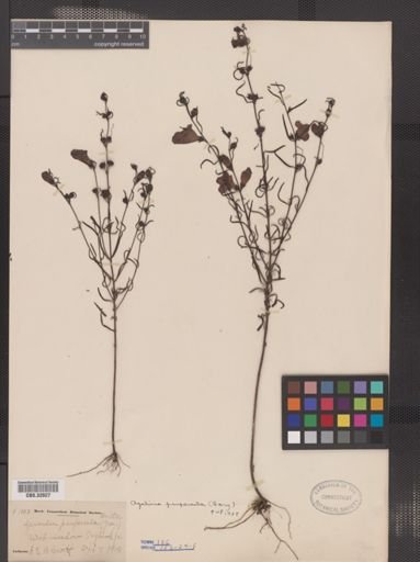 Agalinis paupercula