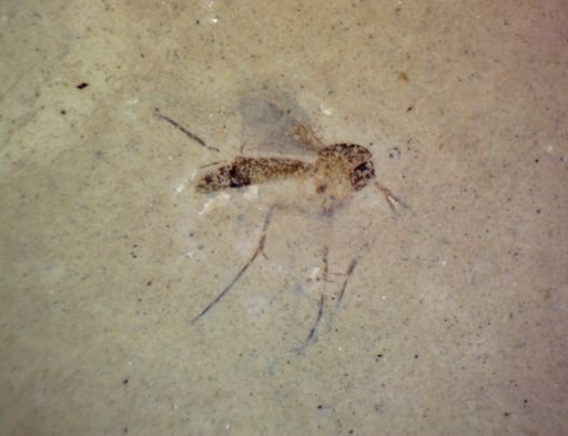 undet. Nematocera