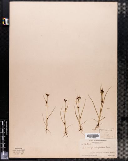 Rhynchospora scirpoides