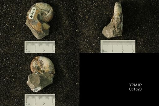 Hoploscaphites nicolletii