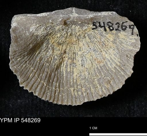 Stropheodonta navalis