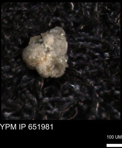 undet. Foraminiferida