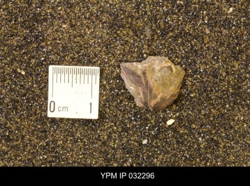 Scaphitidae