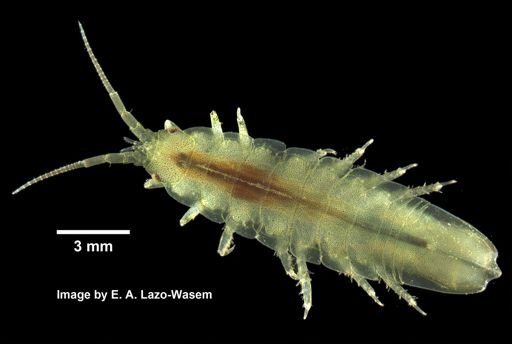 Idotea balthica