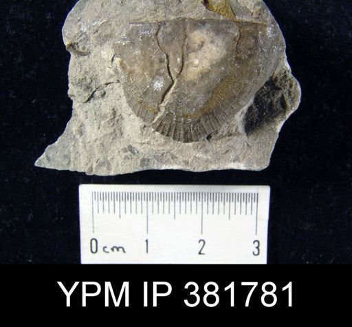 Strophomena hecuba