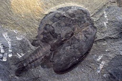 Canadaspis perfecta