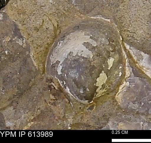 undet. Bivalvia