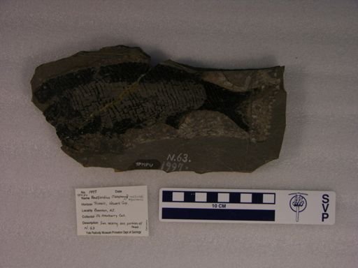 Catopterus redfieldi