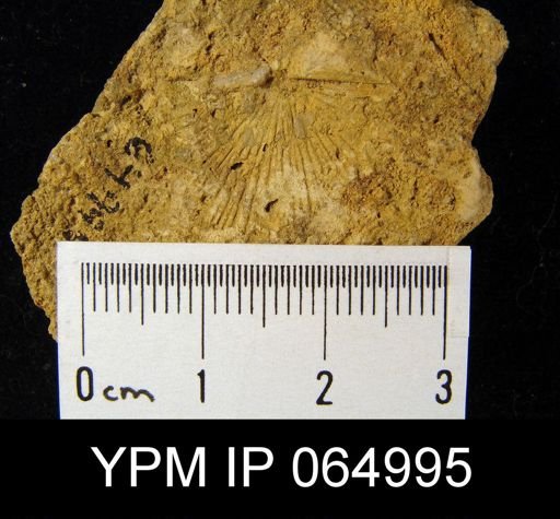 Schizoramma fissiplicata