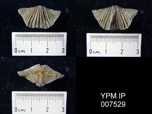 Platystrophia sp.