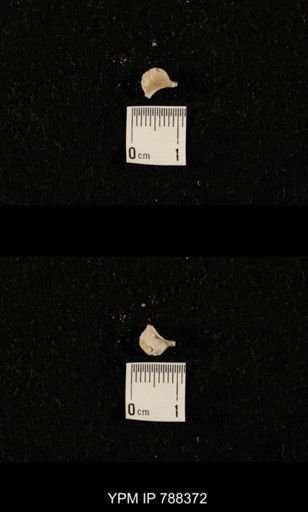 taxon undetermined