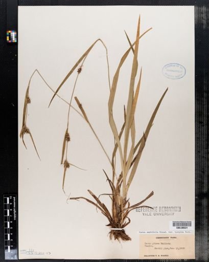 Carex grisea