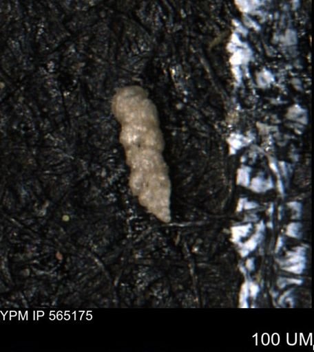 Verneuilinoides kansasensis