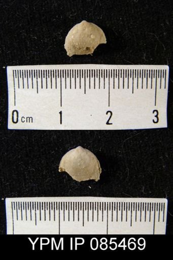 Rhipidomella carbonaria