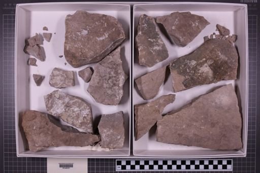 mixed taxa, stratigraphic collection