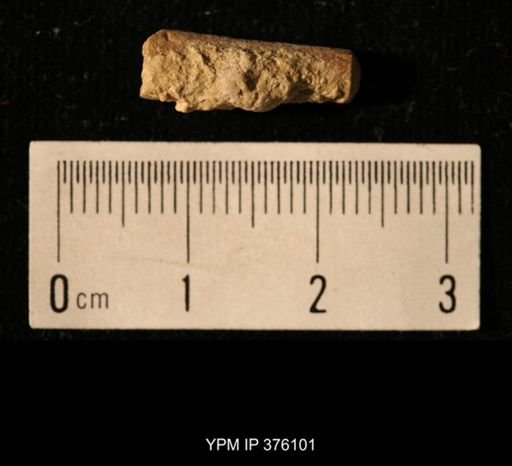 Pseudorthoceras knoxense