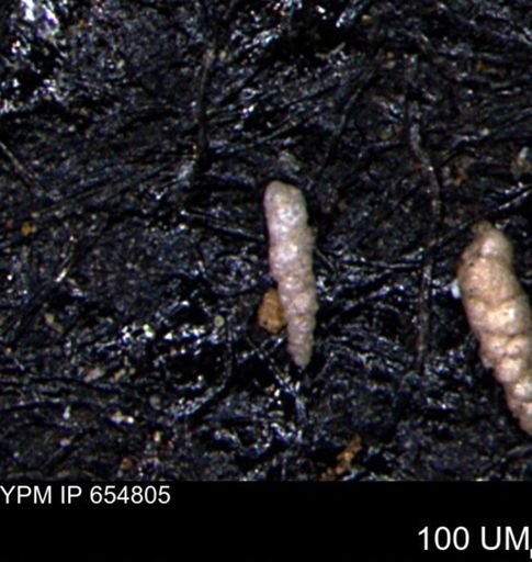 Verneuilinoides kansasensis