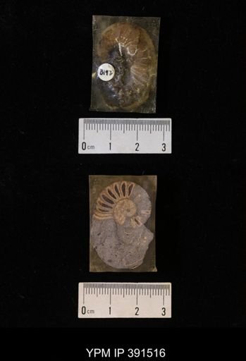 Scaphites whitfieldi