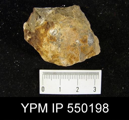 Linoproductus cora