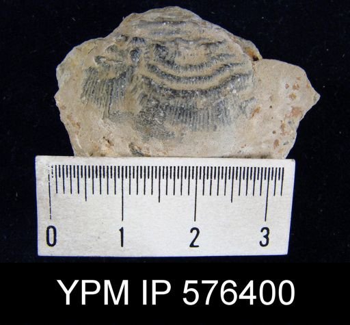 Leptaena sp.