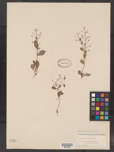 Plantae